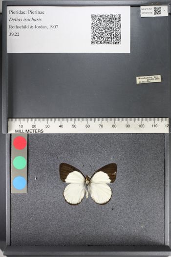 Media type: image;   Entomology 131818